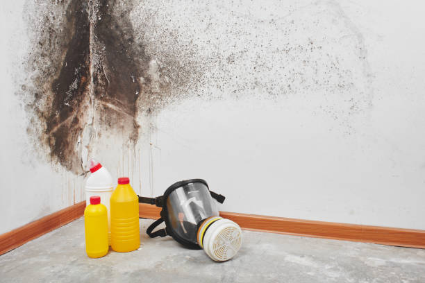 Best Environmental Consulting for Mold Prevention  in Medford, NY